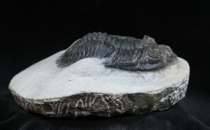 Large Inch Metacanthina (Asteropyge) Trilobite #1537